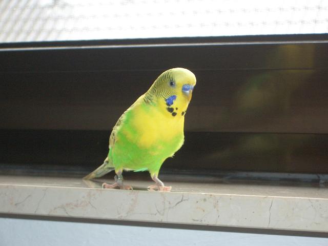 floh1rh2.jpg