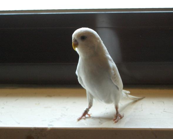 maxi1ci6.jpg